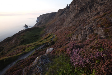 Heather and cliffs Strangles Beach Cornwall