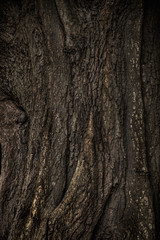 大木の木肌
