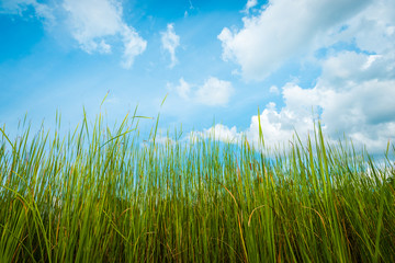 Green grass behind the cloudy sky