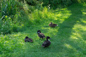 enten auf dem gras