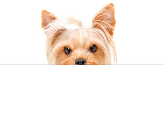 Portrait of funny Yorkshire terrier, peeking from behind a banner, isolated on white background