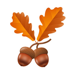 Acorn