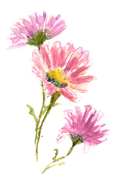 Pink flower on white background, watercolor illustrator, floral art, botanical art