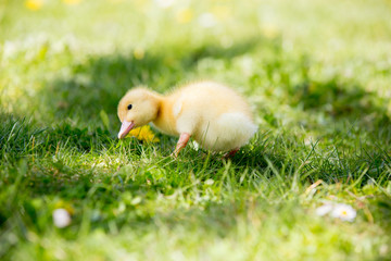 Three little ducklings in a nest, outdoors image in the park