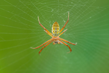 Spider on the web