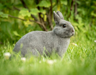 A young cute little rabbit sitting in the grass