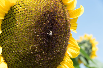 Sonnenblumen und Bienen
