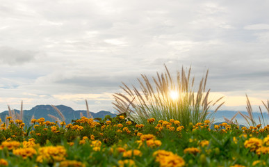 Grass flower poaceae and sunshine in the evening