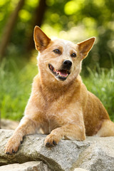 Australian Cattle Dog auf Stein