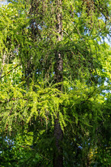 European larch (Larix decidua)