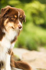 Australian Shepherd red tri