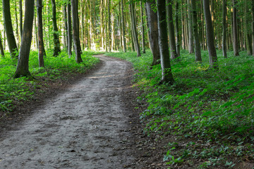 curve footpath through  green forest