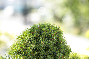 Spruce pine fir young