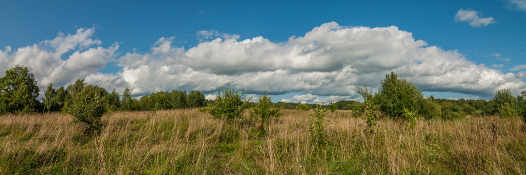 beautiful panoramic view of the densely overgrown grass of the rural meadow
