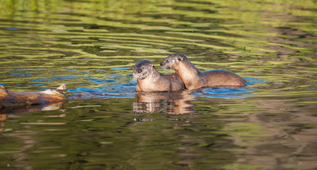 River otters in Yellowstone