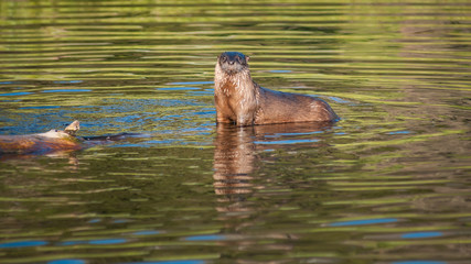 River otters in Yellowstone - 169426776