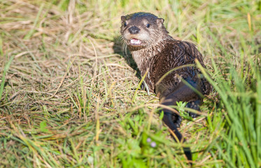 River otters in Yellowstone