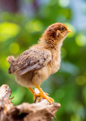 Baby chicken in poultry farm. Cute little newborn brown chick on green background. Newly hatched bird on a chicken farm - outdoors portrait.