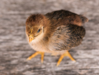 Baby chicken in poultry farm. Cute little newborn brown chick standing on wood. Newly hatched bird on a chicken farm.