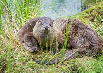 River otters in Yellowstone