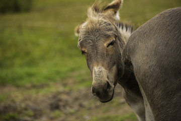 Fototapeta premium Donkey
