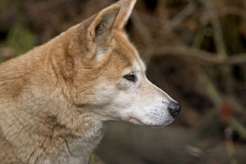 golden dingo