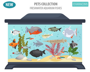 Freshwater aquarium fishes breeds icon set flat style isolated on white. Characins. Create own infographic about pets