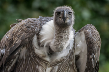 Vulture close up, bird of prey