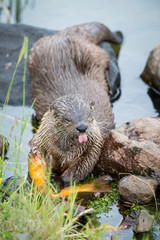 River otters in Yellowstone