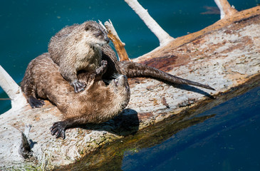 River otters in Yellowstone