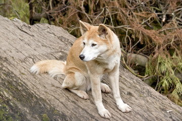 golden dingo