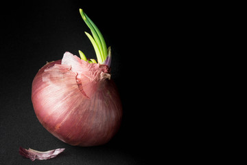 Red onion on black background