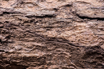 The old tree texture