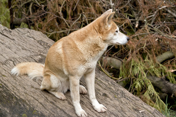 golden dingo