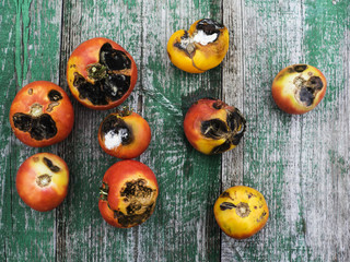 tomatoes, infected with late bloom