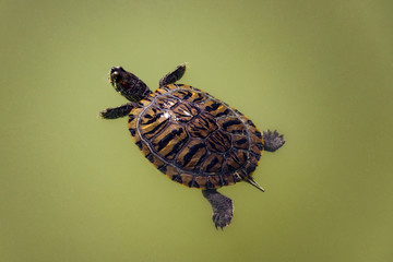 Turtle floating in a pond