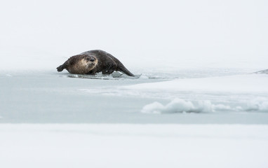 Fototapeta premium River otters in the winter