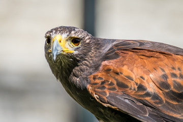 Harris hawk close up, bird of prey