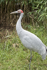 brolga