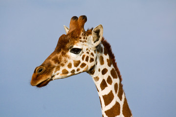 Profile portrait of a reticulated giraffe