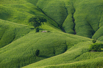 Agricultural Green corn field on hill with blue sky