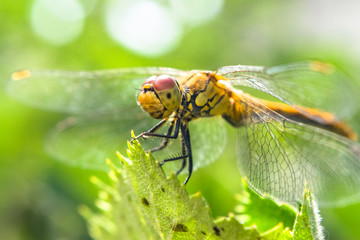 Dragonfly