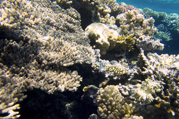Naklejka na ściany i meble Coral reef, underwater landscape