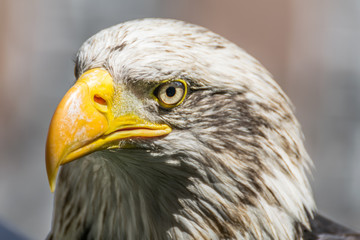 Bald eagle close up, bird of prey