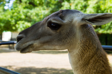 Lama guanaco (Lama guanicoe)