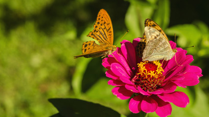 butterfly flown on vibrant, purple flower in summer