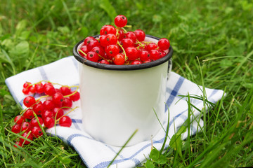 Red currant berries in a white metal village cup on a tablecloth in green grass in a rural style with a copy of space, the concept of eco gardening and harvest