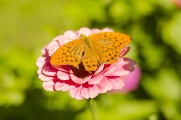 butterfly flown on vibrant, purple flower in summer