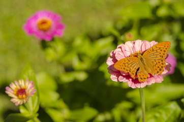 butterfly flown on vibrant, purple flower in summer