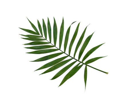 Tropical leaf palm tree on a white background with space for text. Top view, flat lay.